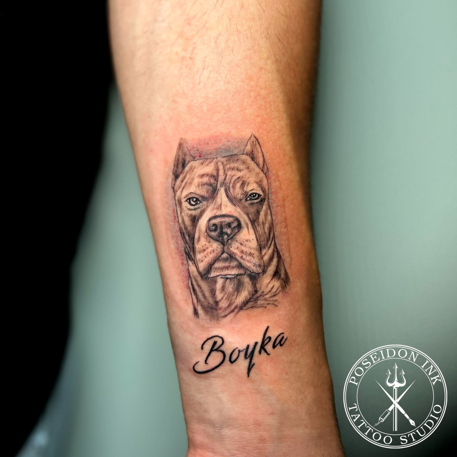 Black and grey realistic tattoo portrait of a cropped ear pit bull with the name Boyka in script near the wrist